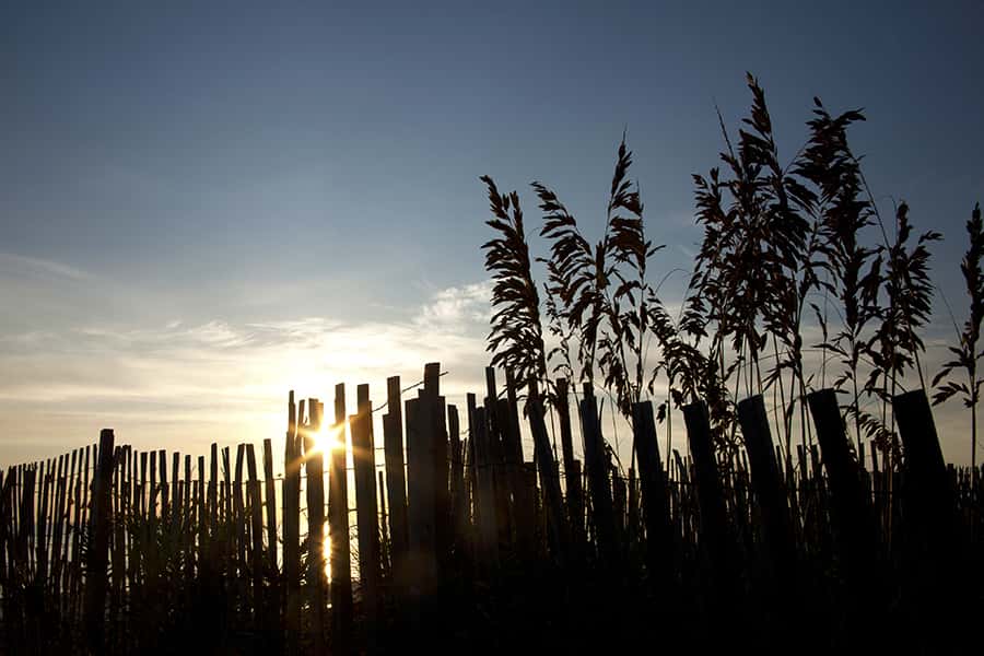 Beach grass