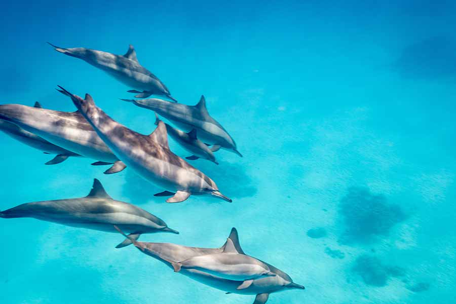 Dolphins in a pod
