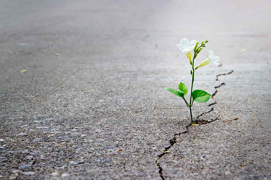 Growing through the cracks