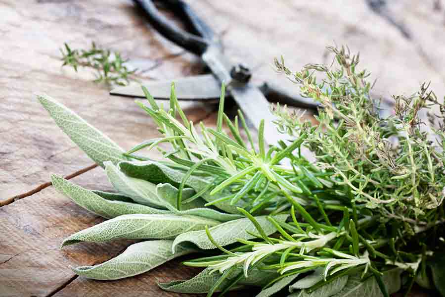 Fresh herbs from the garden