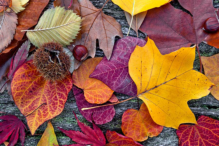 Leaves and seeds